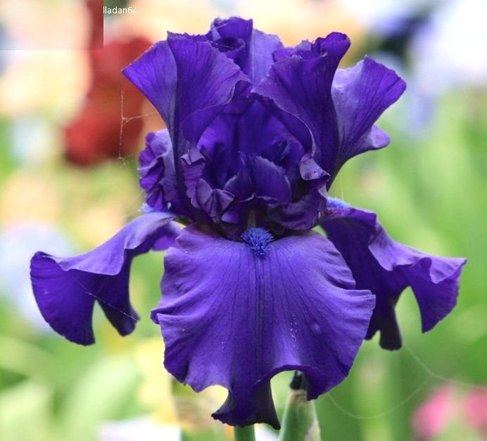 4bb0f8f5303a824e8ff1d317bc3898f3-iris-flowers-purple-flowers