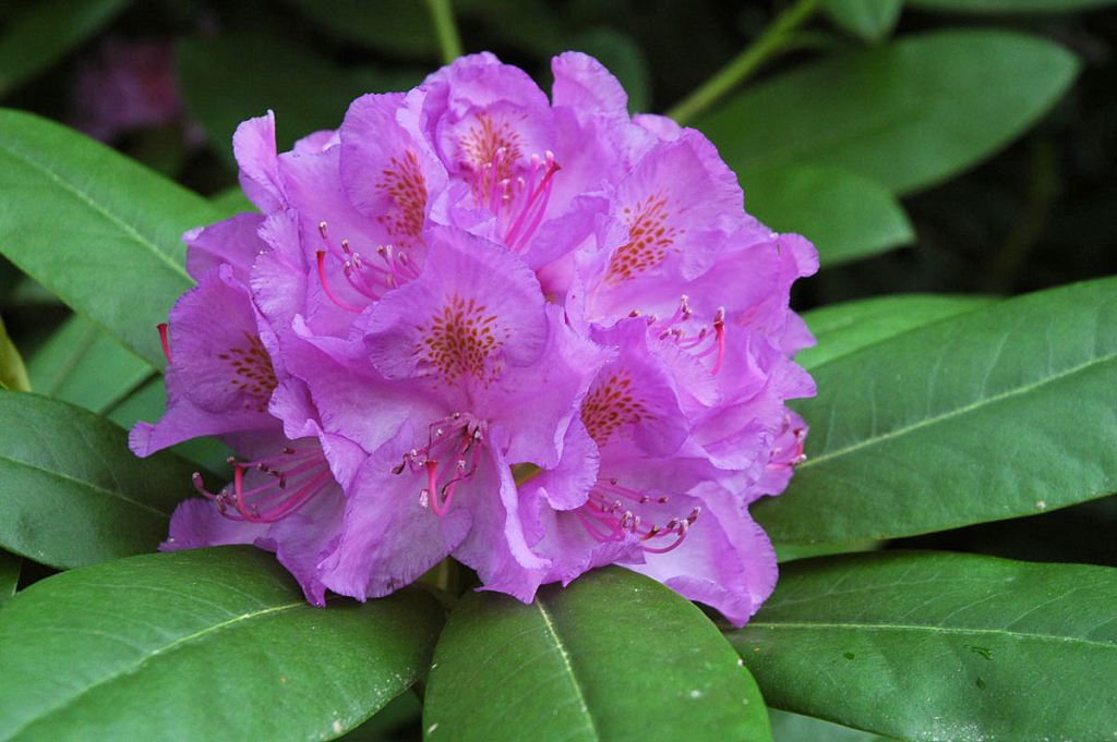 Rhododendron_Catawbiense_Grandiflorum