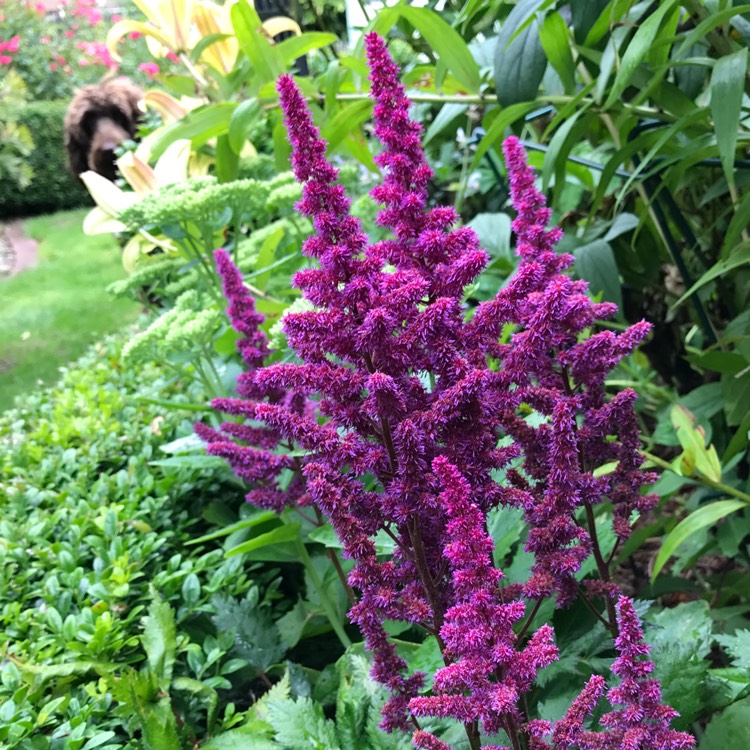 astilbe-chinensis-visions