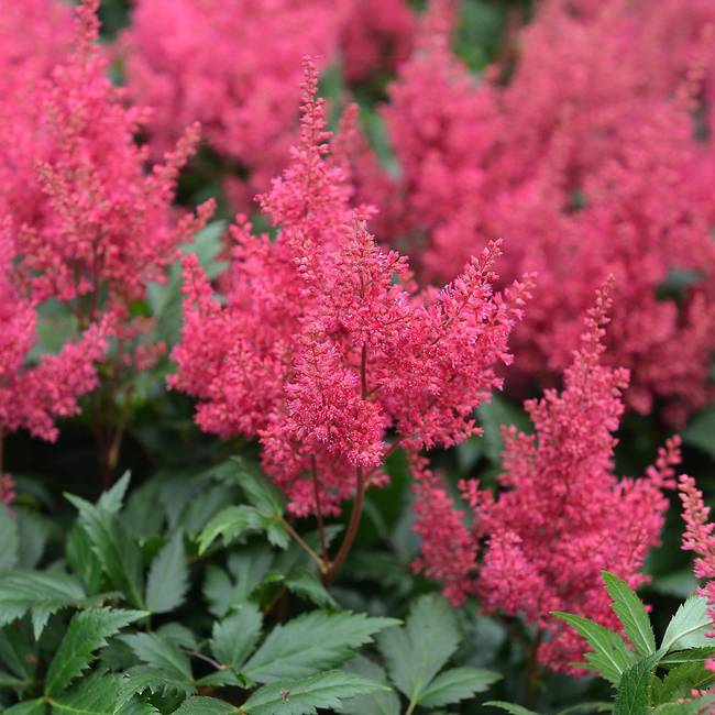 astilbe-japonica-montgomery