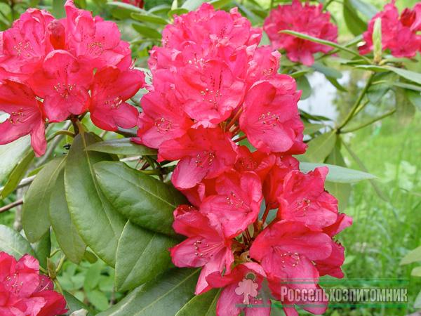 image-5rododendron_zembla1-1
