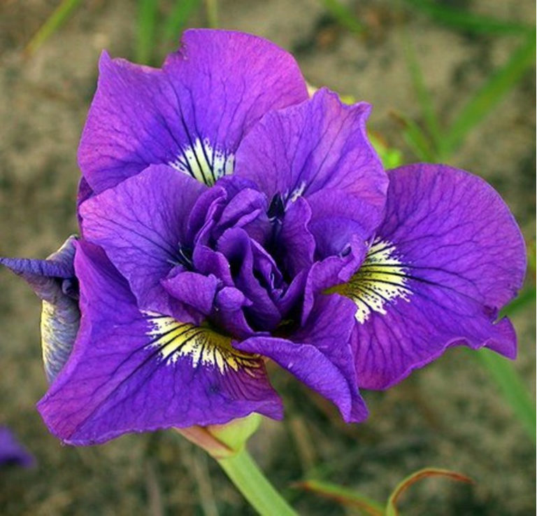 iris-sibirskij-Standart