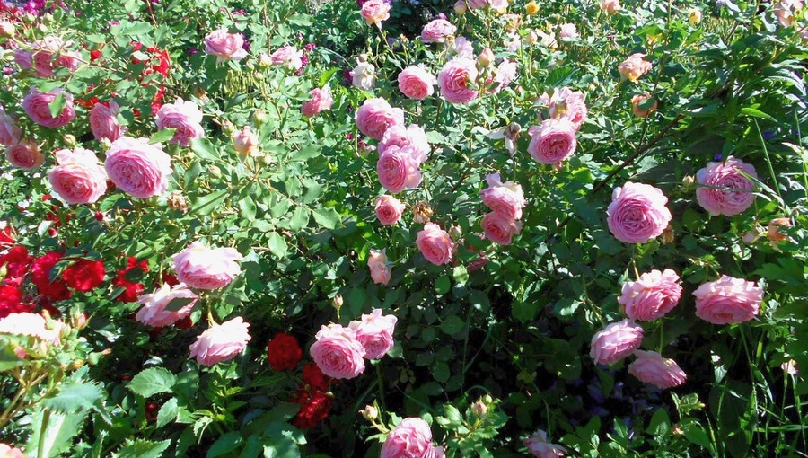 roza-dzhubili-selebrejshin
