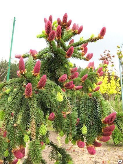 Ель обыкновенная Акрокона Picea abies Acrocona C13 50-60 y01 в Ленинградской области и СПб.