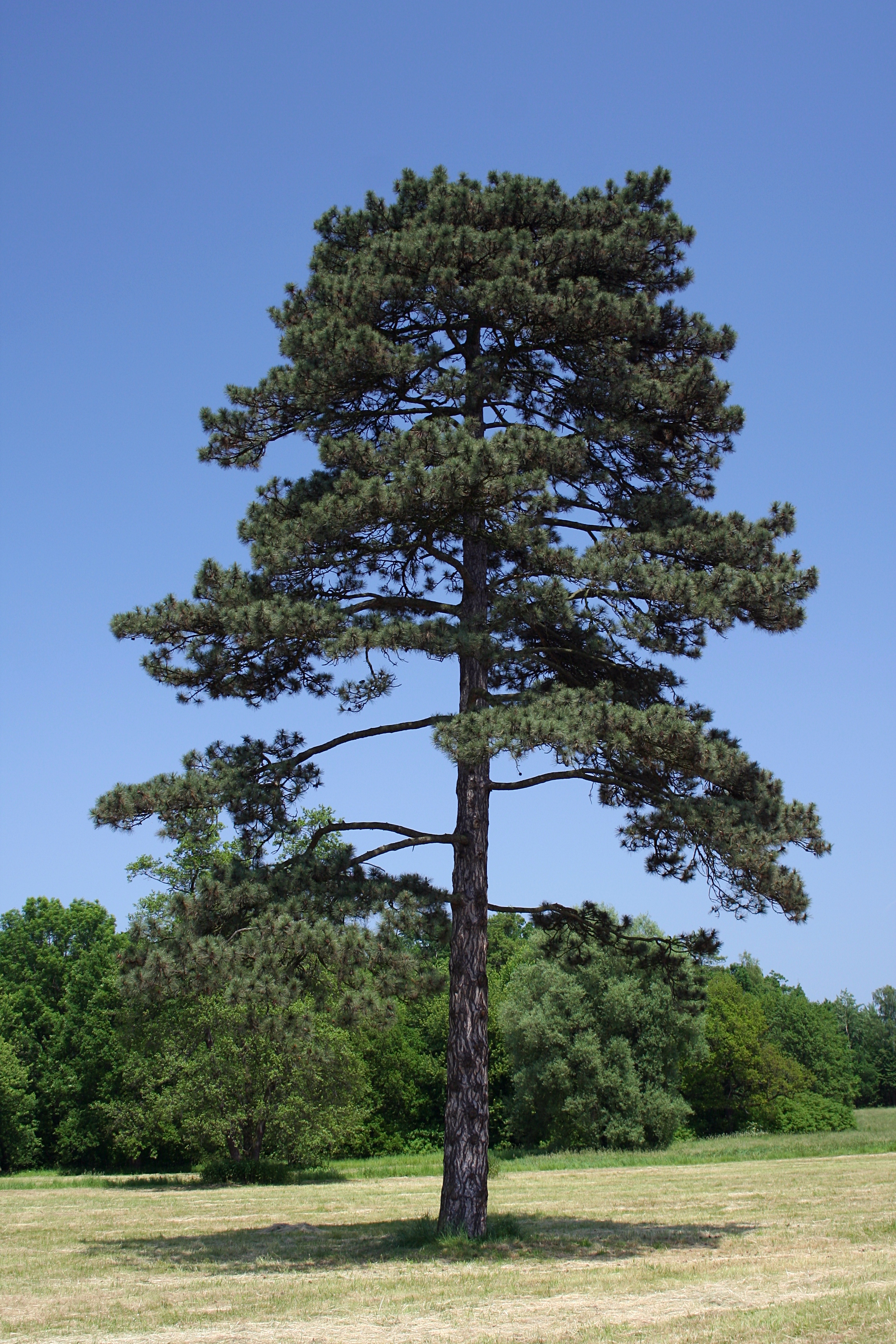 Купить сосны воронеж. Pinus nigra. Сосна черная Австрийская. Сосна черная Австрийская (Pinus nigra). Крона сосны.