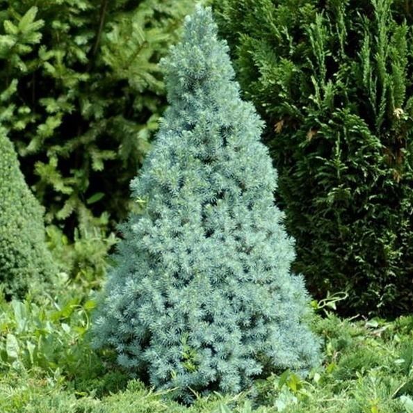 Elka-Picea-glauca-Sanders-Blue-C2-25-30