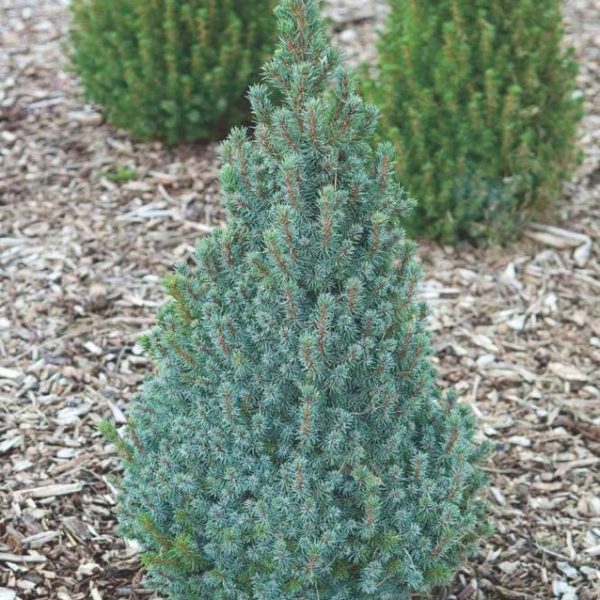 Elka-Picea-glauca-Sanders-Blue