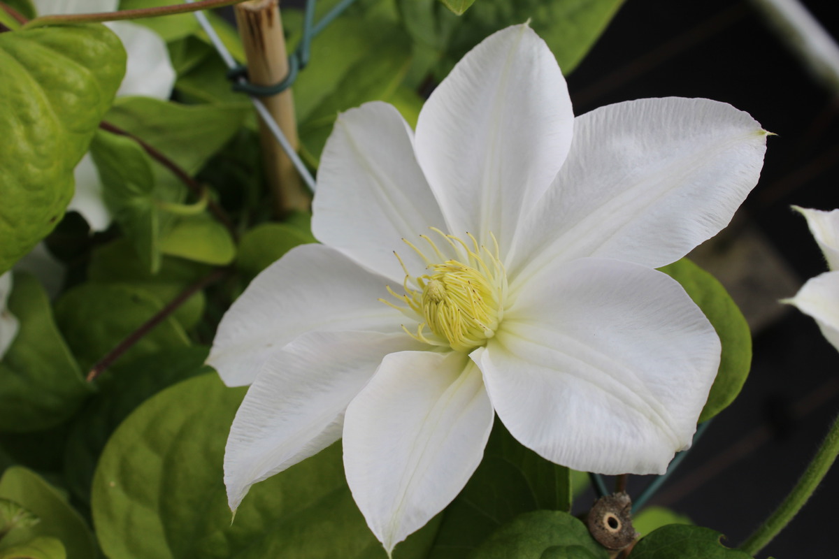 Clematis-Waldrebe-Madame-le-Coultre-1