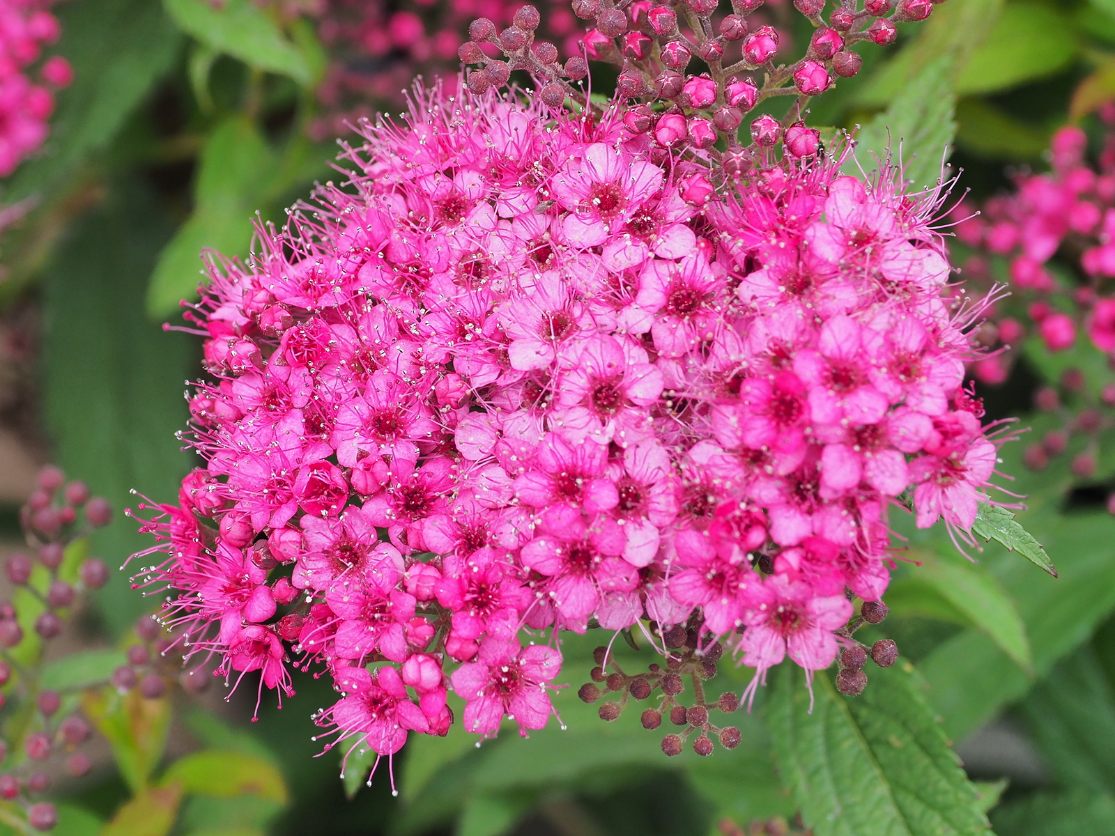 H_01_Aug_SPIREA_anthony_waterer_01-1
