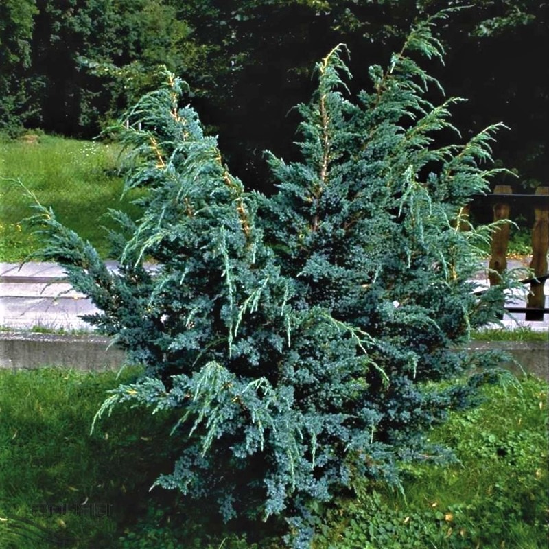 Juniperus-squamata-Meyeri-1