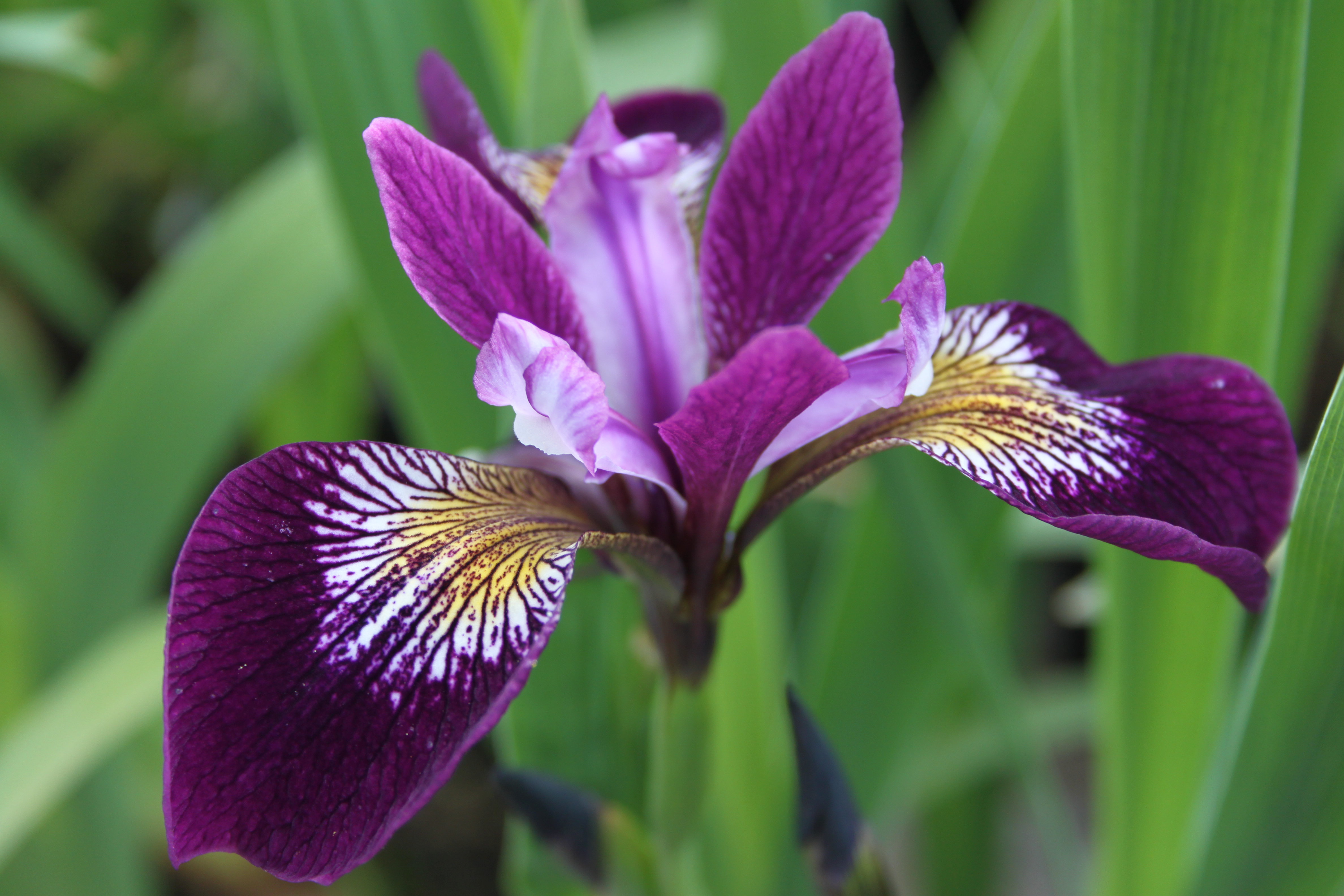 image-iris-sibirskij-sparkling-rose-iris-sib-sparkling-rose-y01-sht