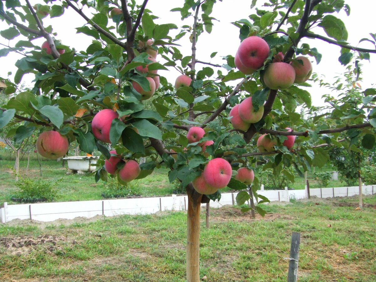 image-yablonya-2h-let-apple-tree-2-years-old-sht