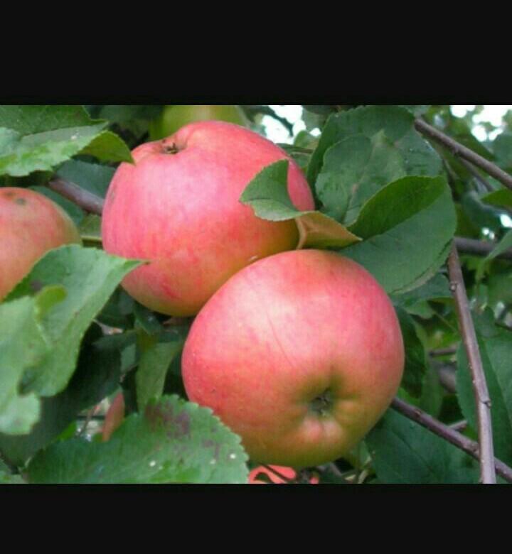 image-yablonya-3h-let-apple-tree-3-years-old