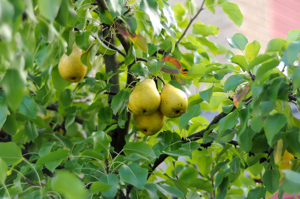 pear-tree-1-1